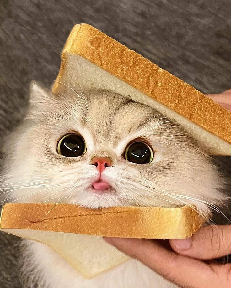 Сэндвич котик